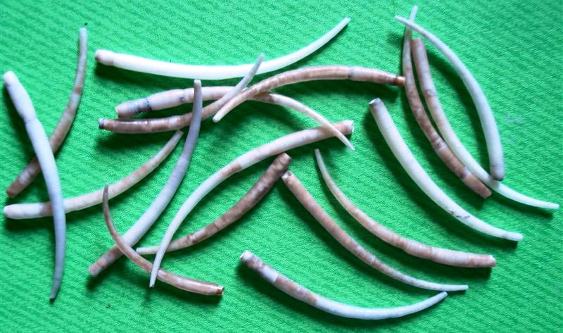 dentalium da identificare