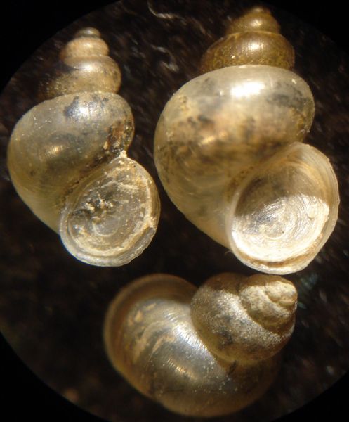 Bithynia da Piediluco