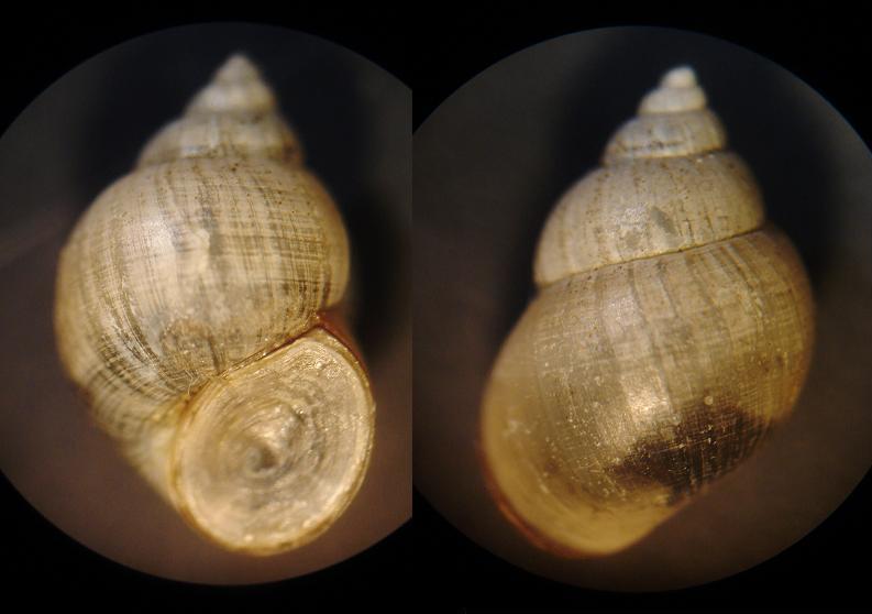 Ancora Bithynia