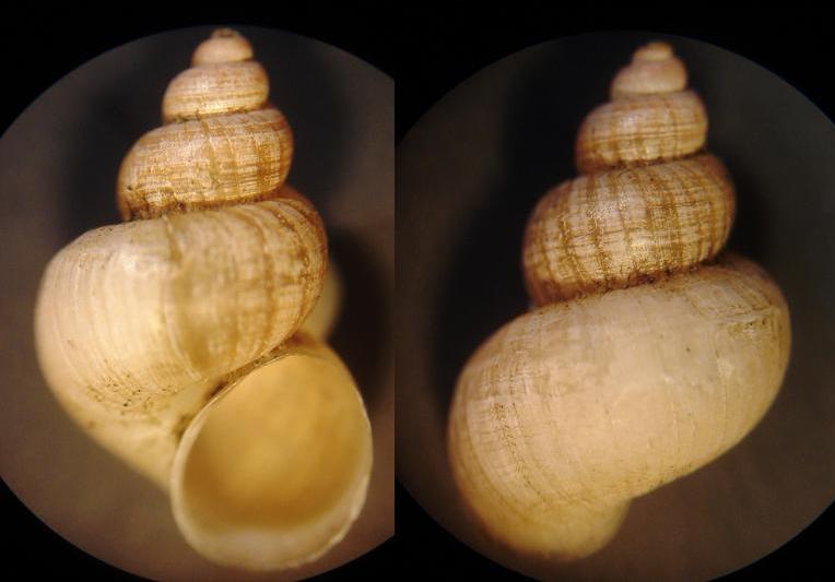Ancora Bithynia