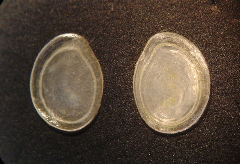 Ancora Bithynia