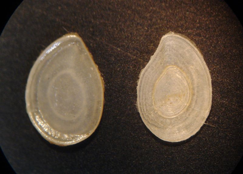Ancora Bithynia