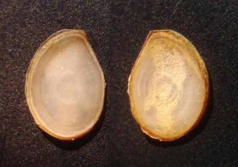 Ancora Bithynia