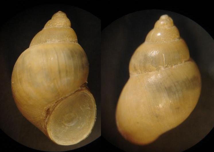 Ancora Bithynia