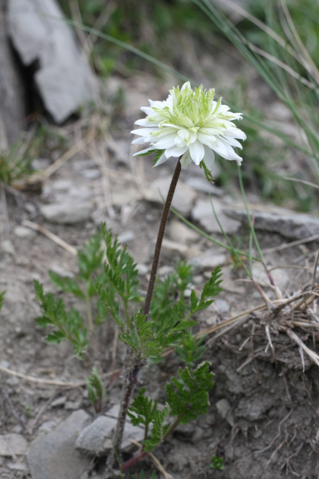Pulsatilla alpina subsp. millefoliata, lusus