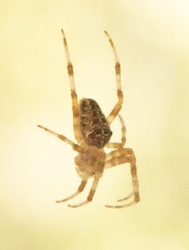 Araneus diadematus - Majella