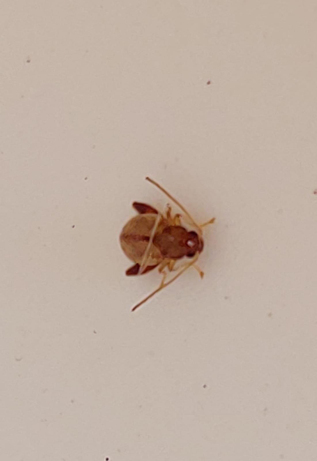 Help infestazione camper! Chrysomelidae: Longitarsus sp.