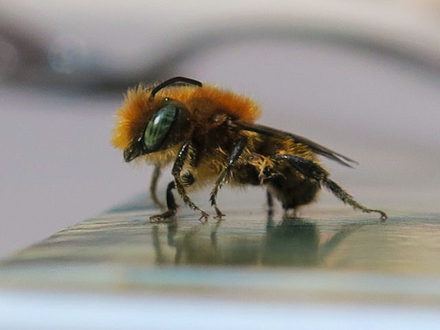 Bee or robber-fly from Sicily:  Osmia sp., maschio