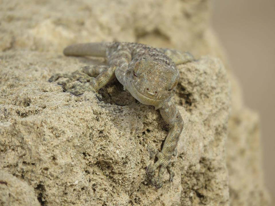 Gecko from Israel