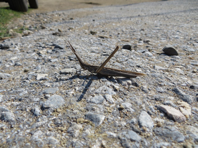 Cone-headed grasshopper from Greece: Acrida ungarica mediterranea