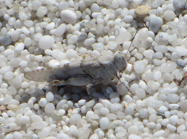 Another Acrididae from Sardinia:  Sphingonotus cfr. caerulans caerulans.
