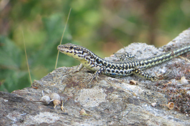 Podarcis tiliguerta?