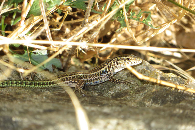 Podarcis tiliguerta?