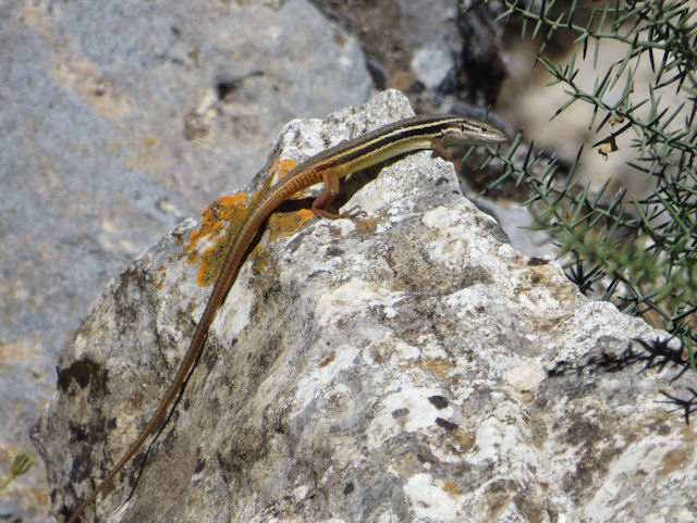Acanthodactylus erythrurus ?