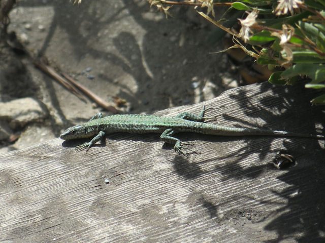 What lizard could this be?