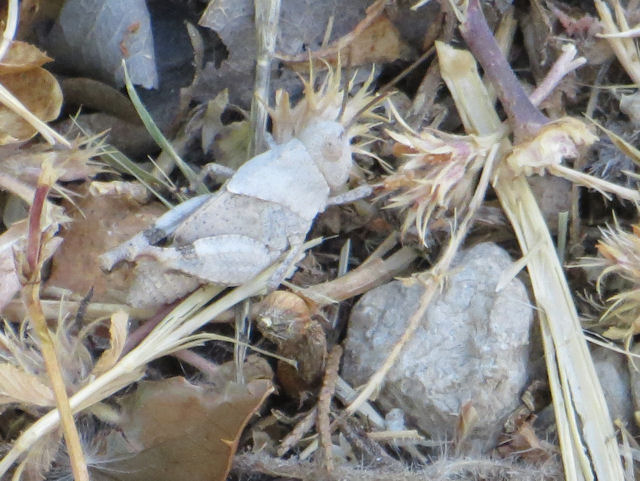 Please help to ID this Caelifera:  Oedipoda caerulescens caerulescens