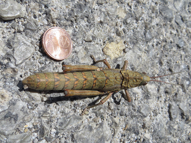 Please help to identify this locust :   Acinipe cfr. tibialis ( Pamphagidae)