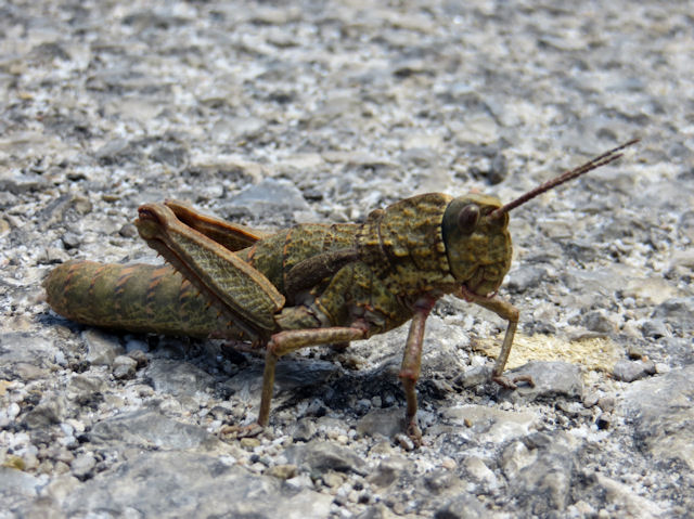 Please help to identify this locust :   Acinipe cfr. tibialis ( Pamphagidae)