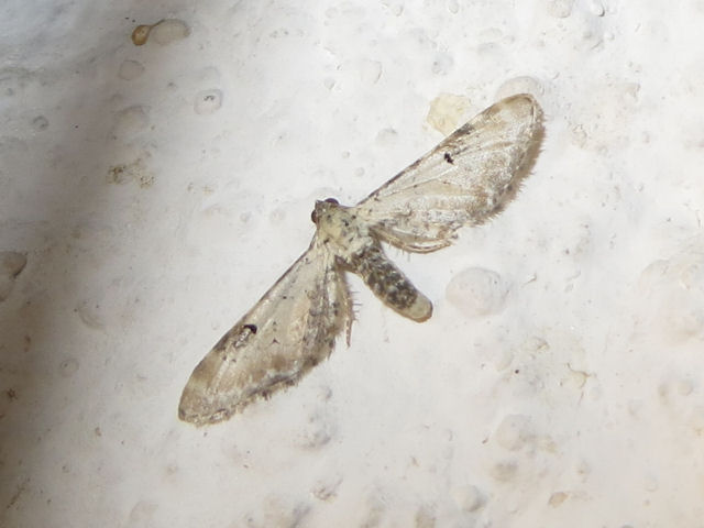 Please help to ID this Moth - Eupithecia centaureata