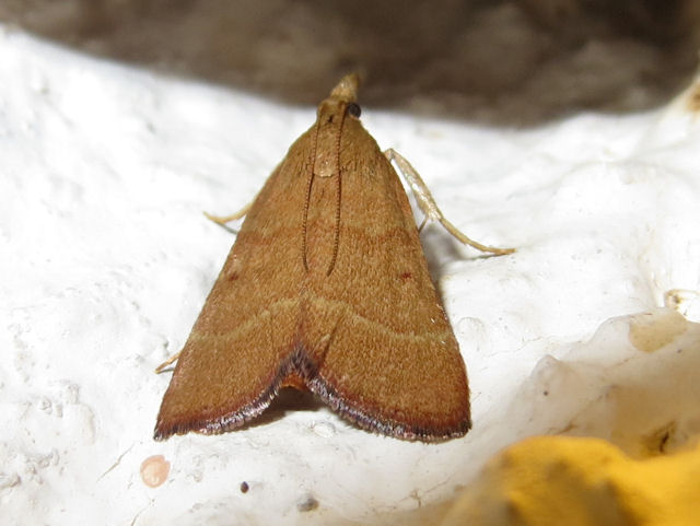 Crambidae from Spain - Stemmatophora vulpecalis  (Pyralidae)