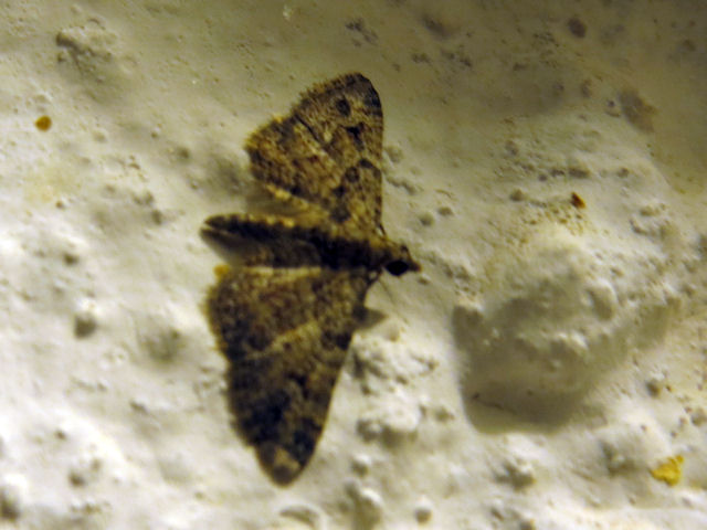 What moth could this be? Eupithecia sp.