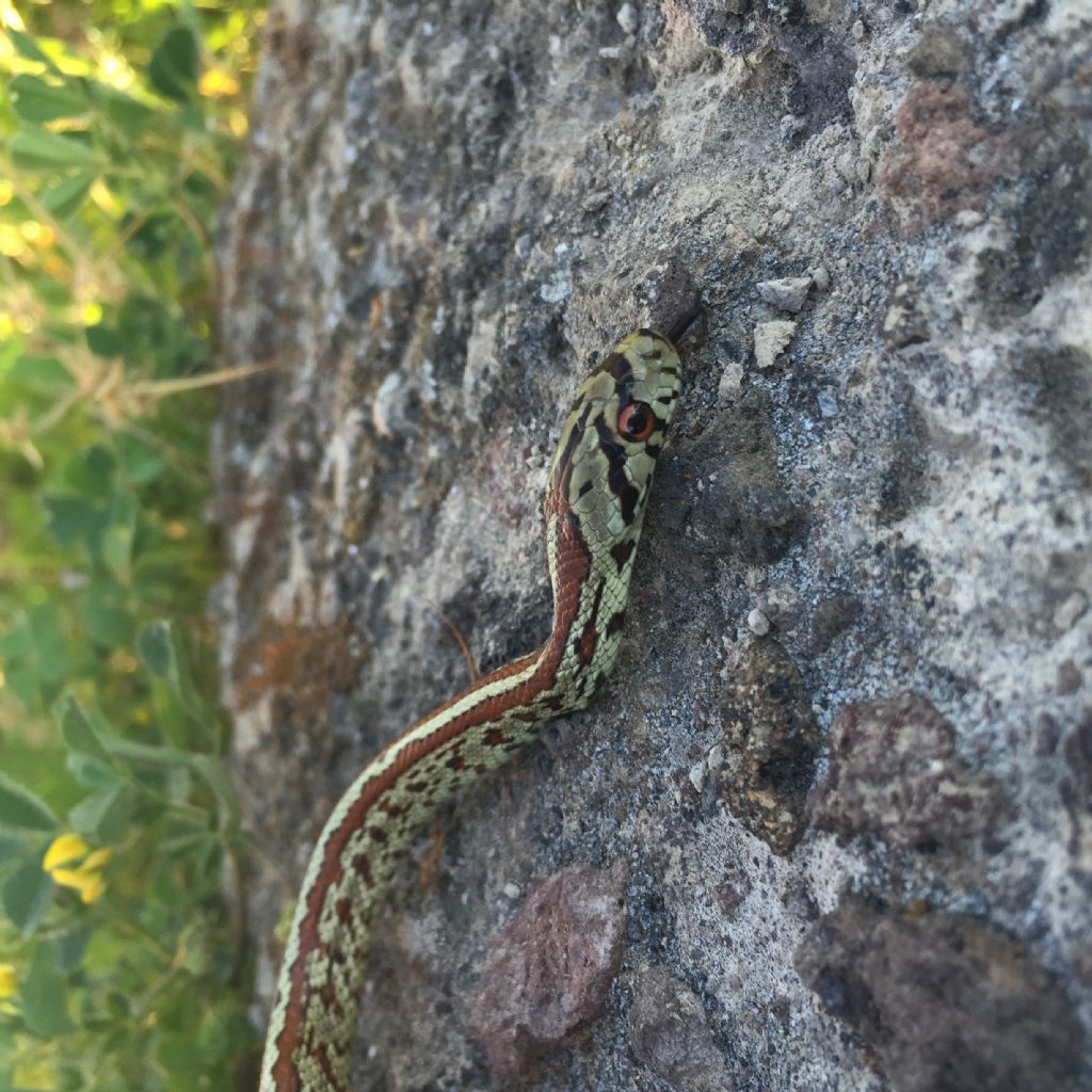 Colubro leopardino