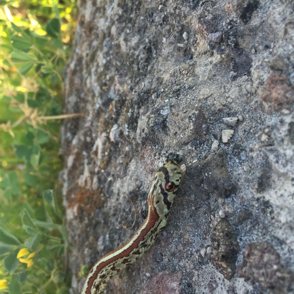 Colubro leopardino