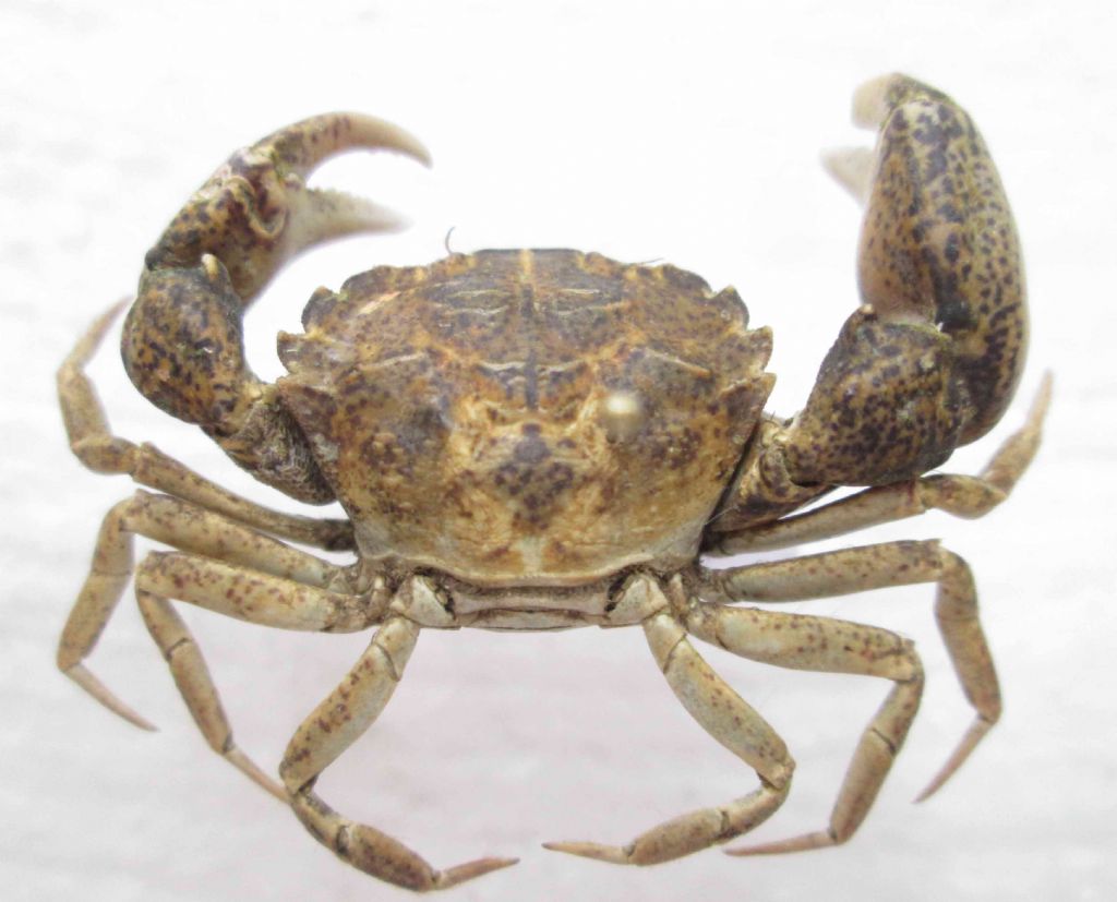 Crab from Black Sea