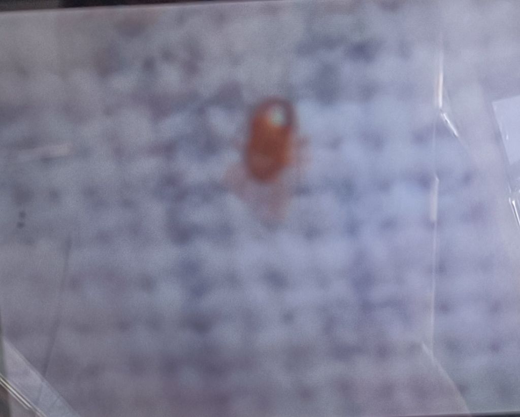 Insetti piccolissimi marroni che camminano sul cuscino