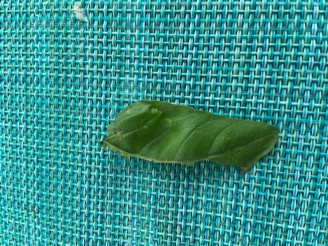 Caccia al colpevole: bruchi di Noctuidae??....bruchi di specie non determinabile