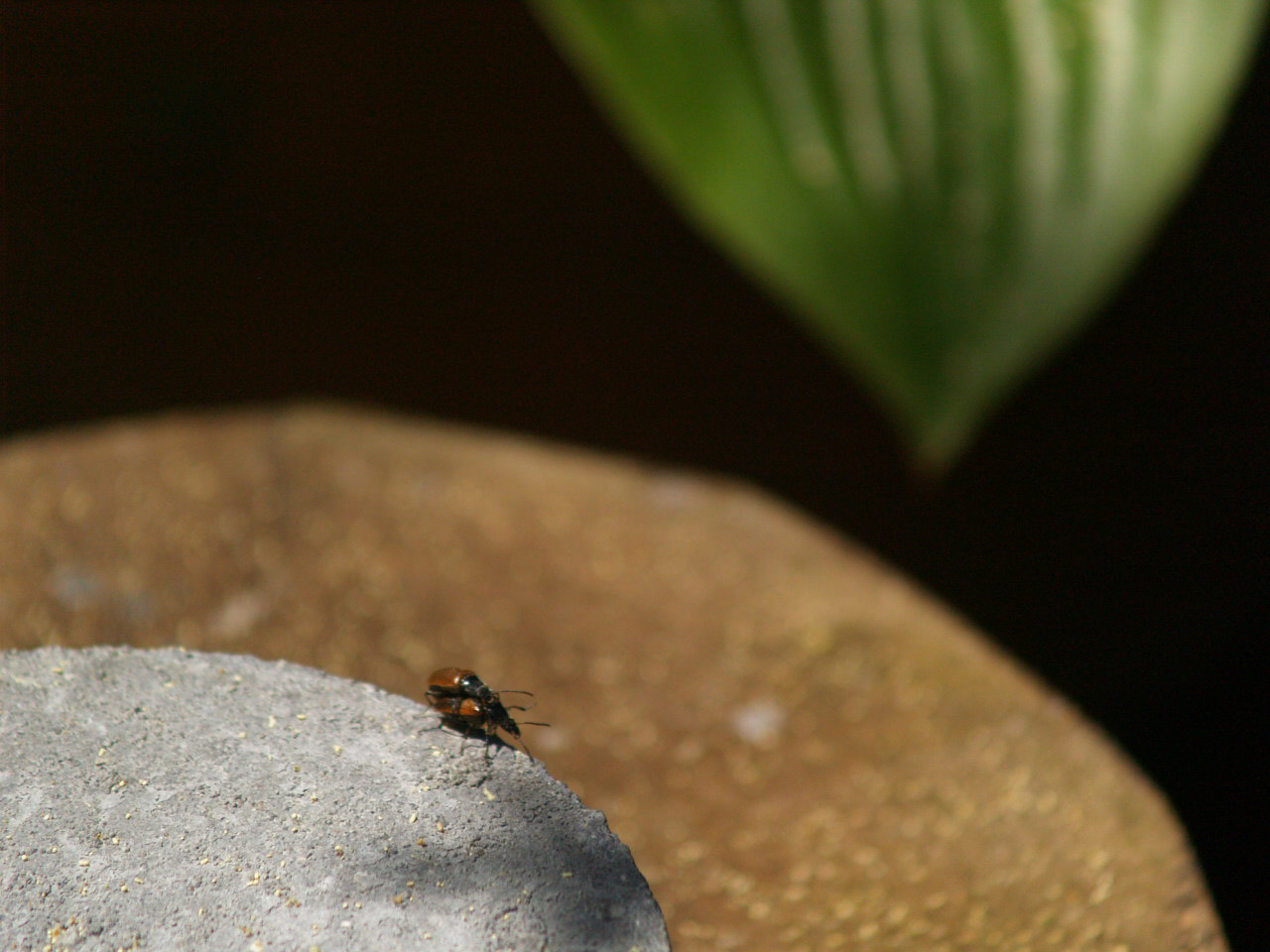 Cantharidae? Forse Tenebrionidae Alleculinae