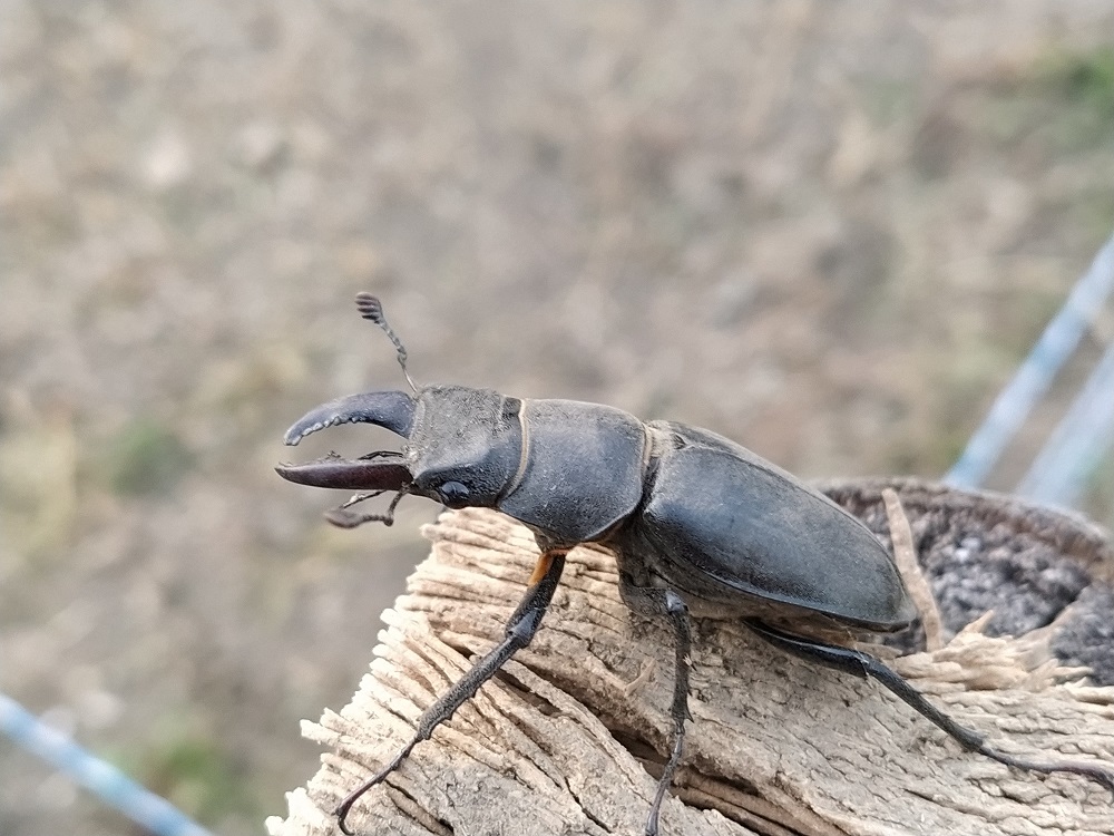 Femmina di Lucanus o Dorcus? di Lucanus cfr. cervus