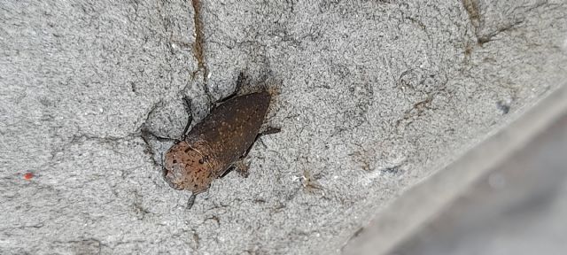 Buprestidae da determinare: Capnodis tenebricosa? S.