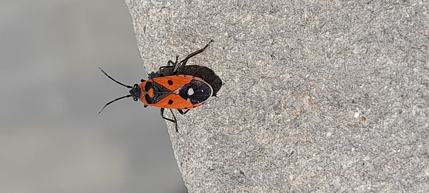 Lygaeidae da determinare: Melanocoryphus albomaculatus?