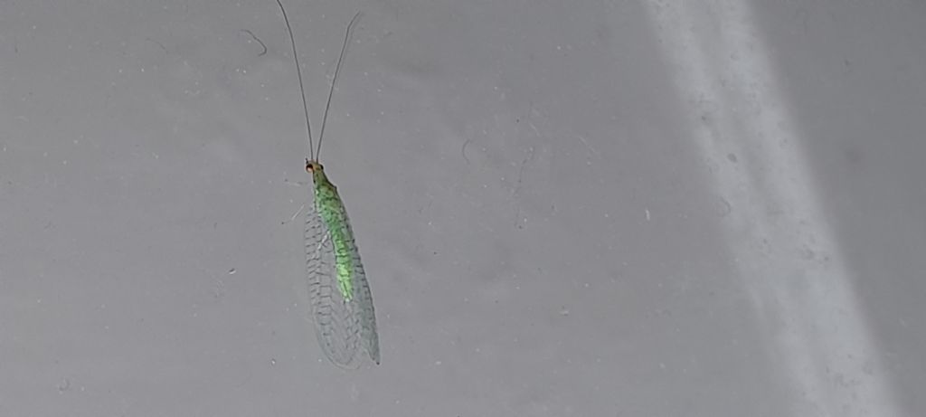 Chrysopidae da determinare: Chrysopa?