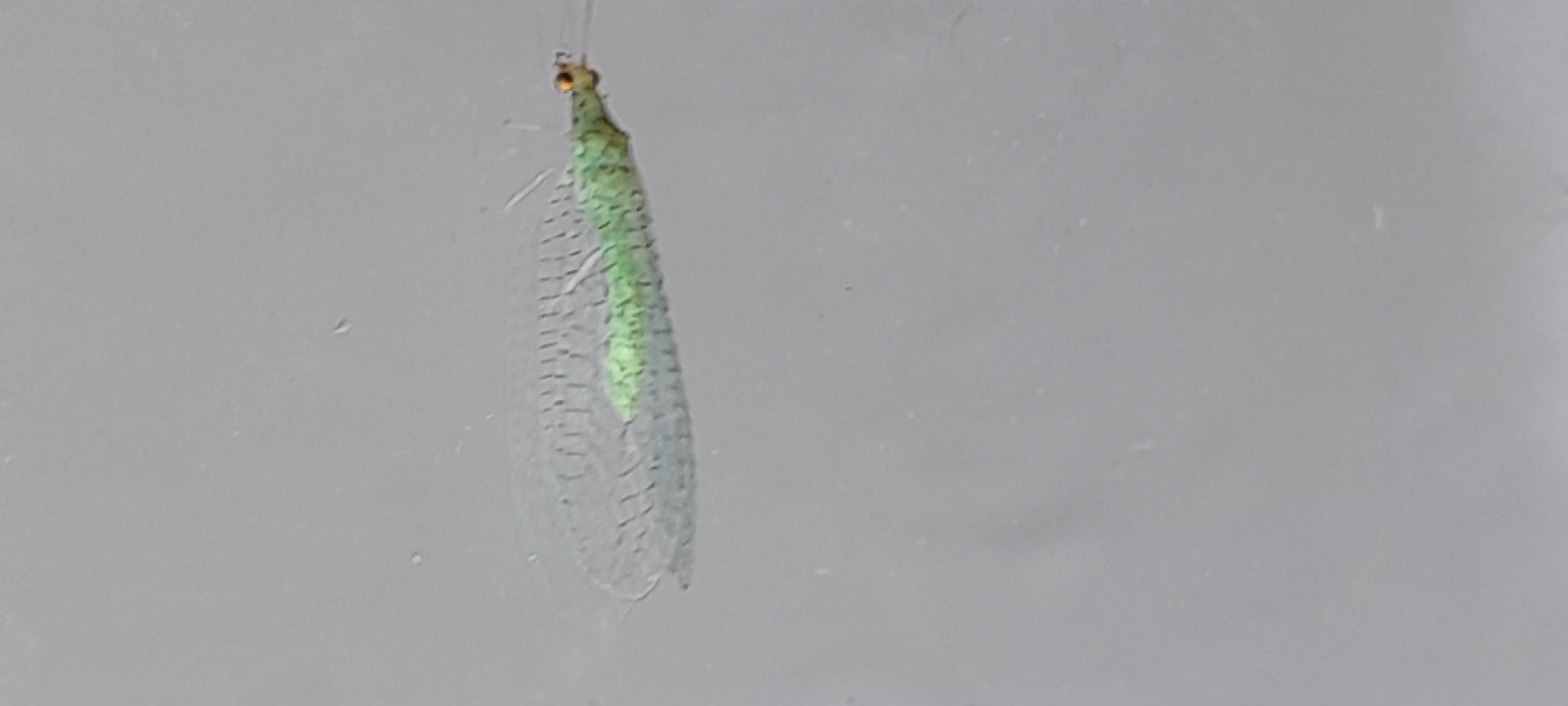 Chrysopidae da determinare: Chrysopa?