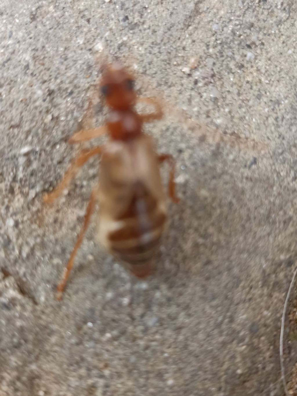 Vesperidae: femmina di Vesperus luridus