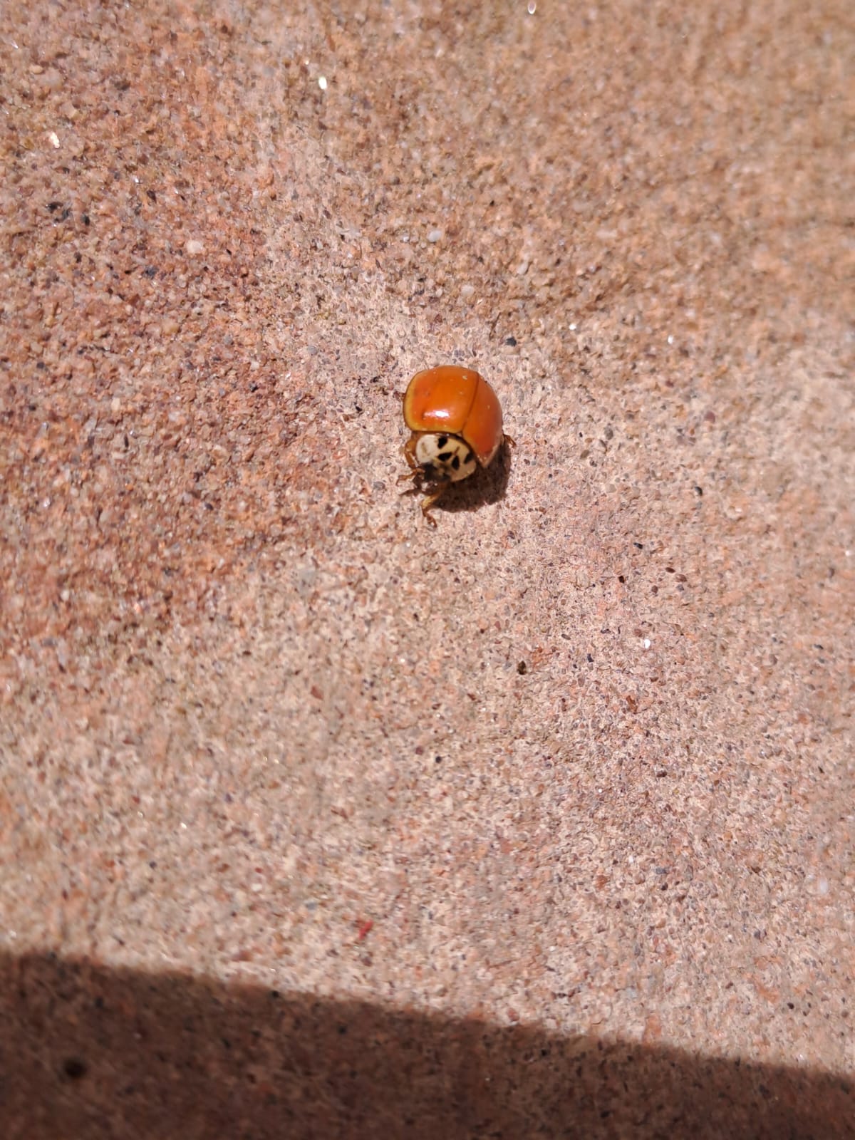 Conferma determinazione coccinella: Harmonia axyridis o Adalia decempunctata?