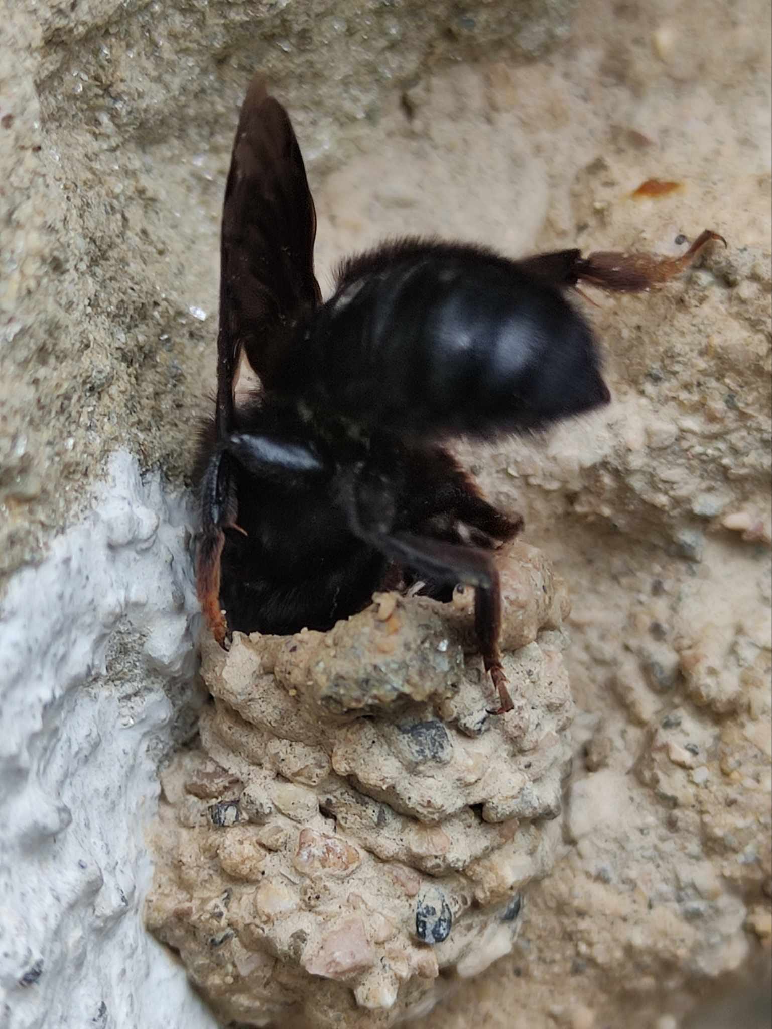 Megachile parietina che costruisce il nido