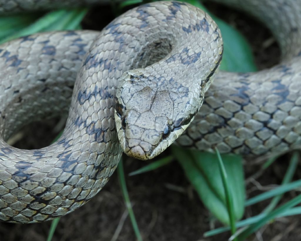 Sul Monte Velino: Coronella austriaca? S