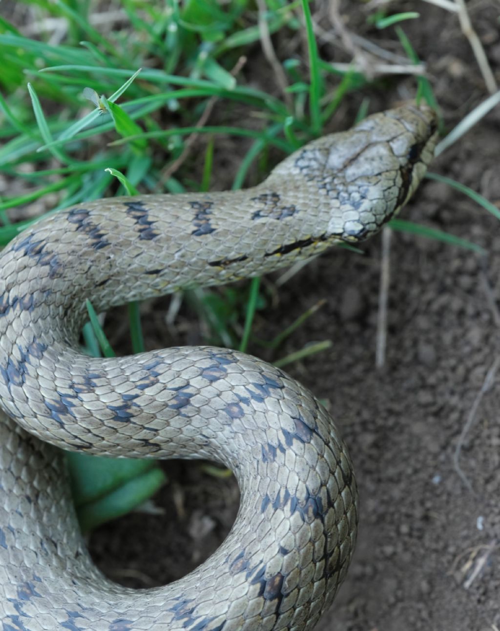 Sul Monte Velino: Coronella austriaca? S