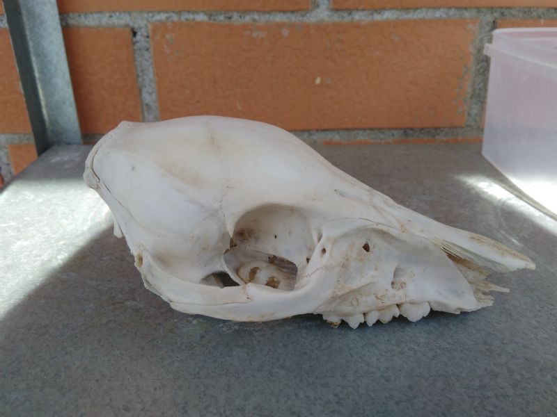 Identificazione teschio: giovane cinghiale