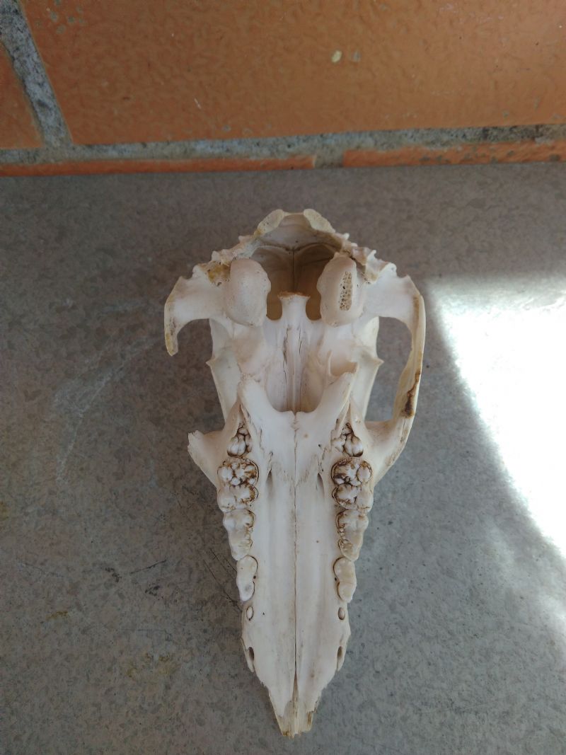 Identificazione teschio: giovane cinghiale