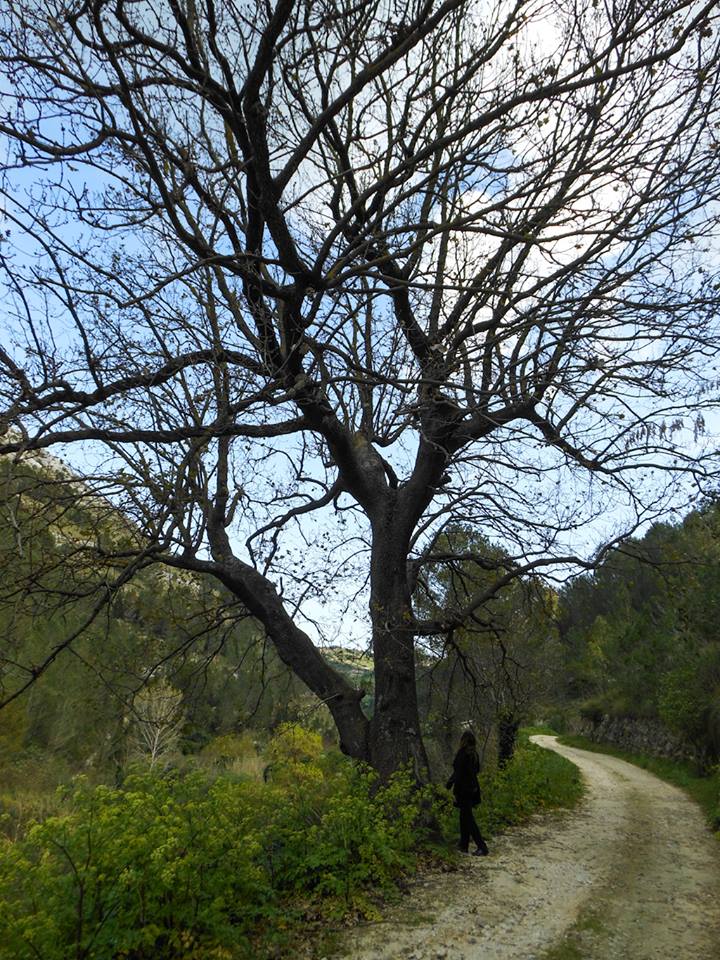 Quercus virgiliana (Ten.) Ten  (Sicilia)