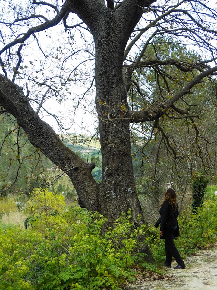 Quercus virgiliana (Ten.) Ten  (Sicilia)
