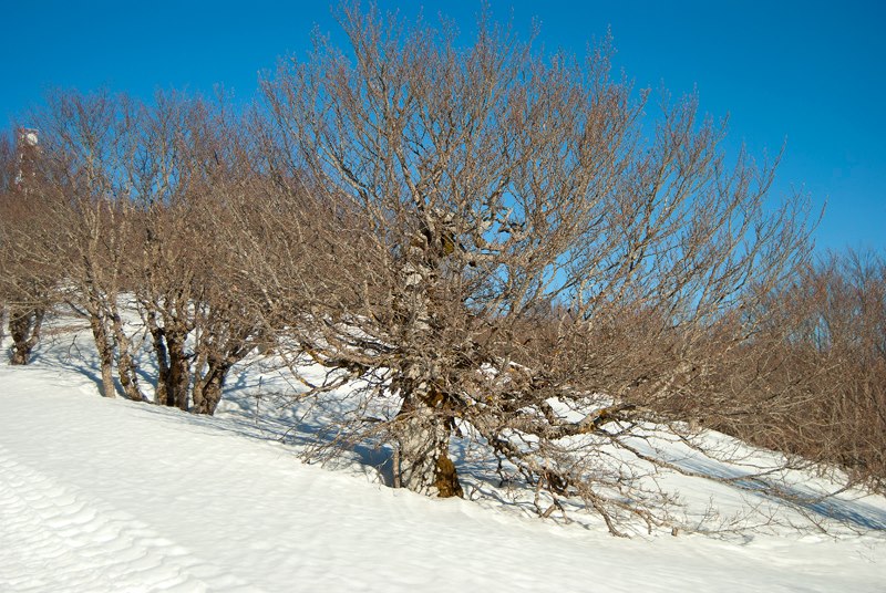 Appennino siculo tempio siciliano della natura e della neve