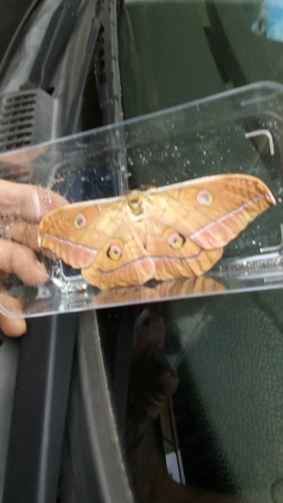 Farfalla da identificare: Anthearea yamamai - Saturniidae