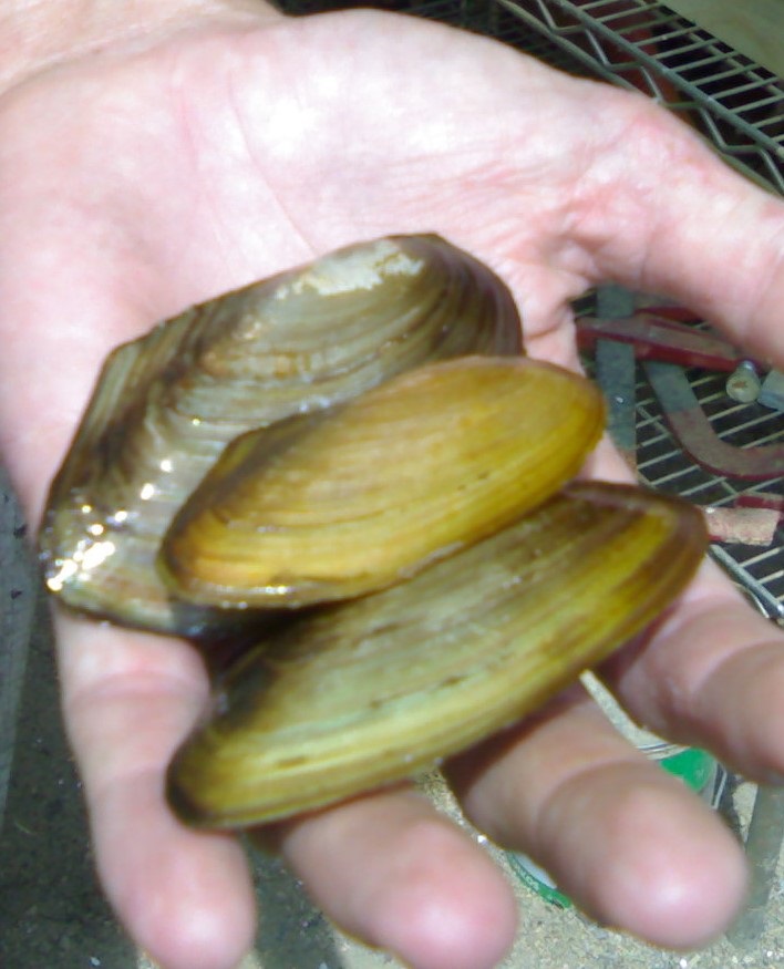 Bivalve Acqua Dolce