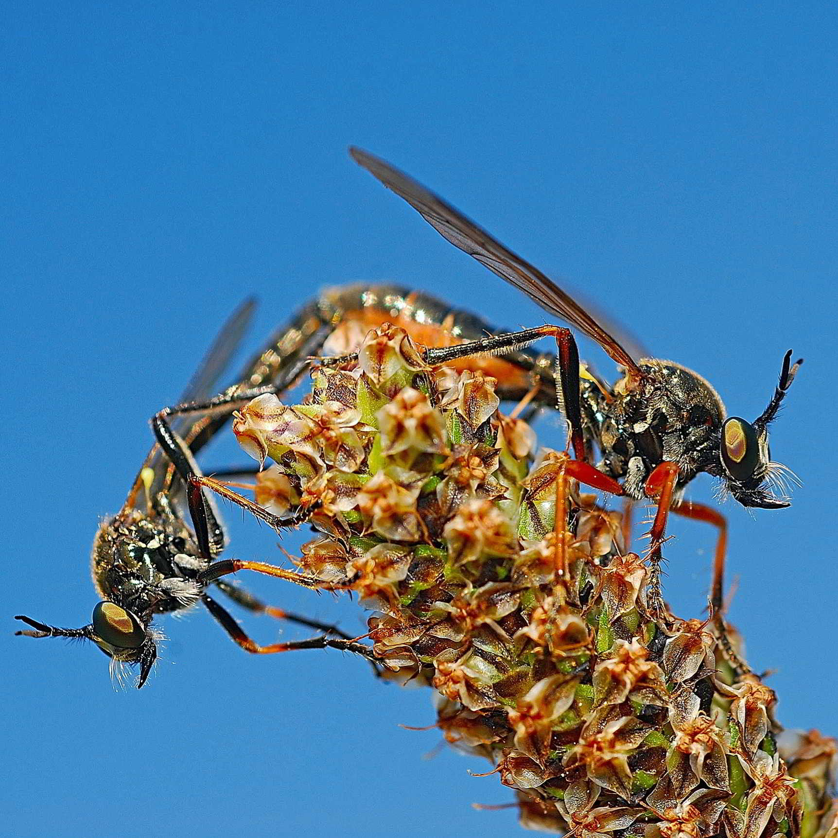 Asilidae: conferma per Dioctria rufipes?   No, Dioctria linearis/bicincta