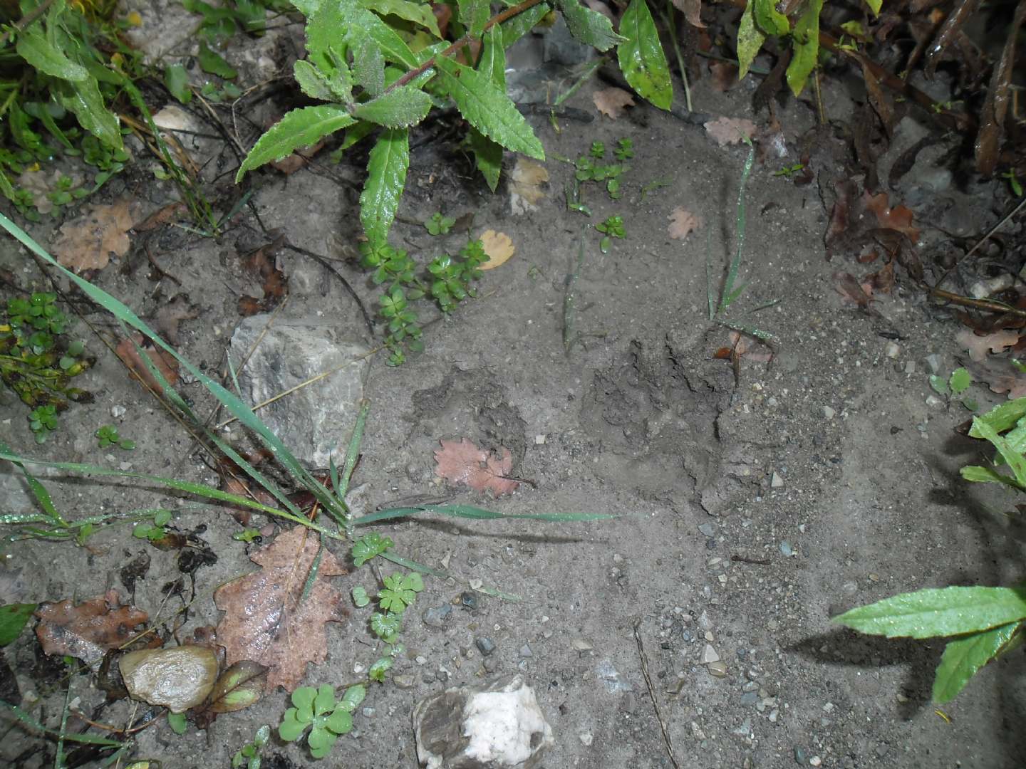 Impronte da identificare